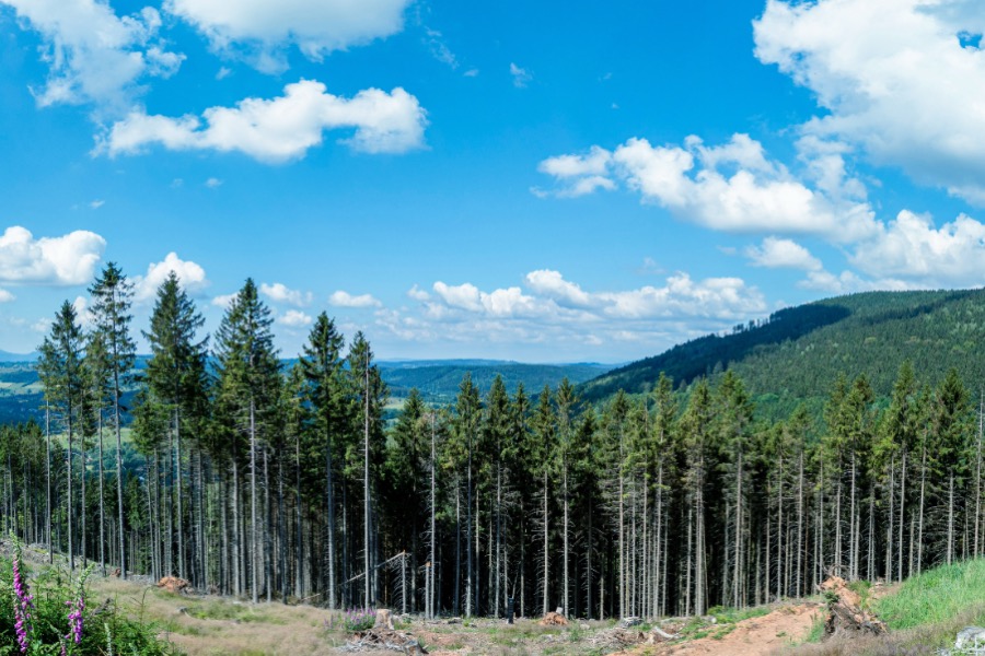 EU Deforestation Regulation July 2026 Update: Near-Term Priorities for Issuers