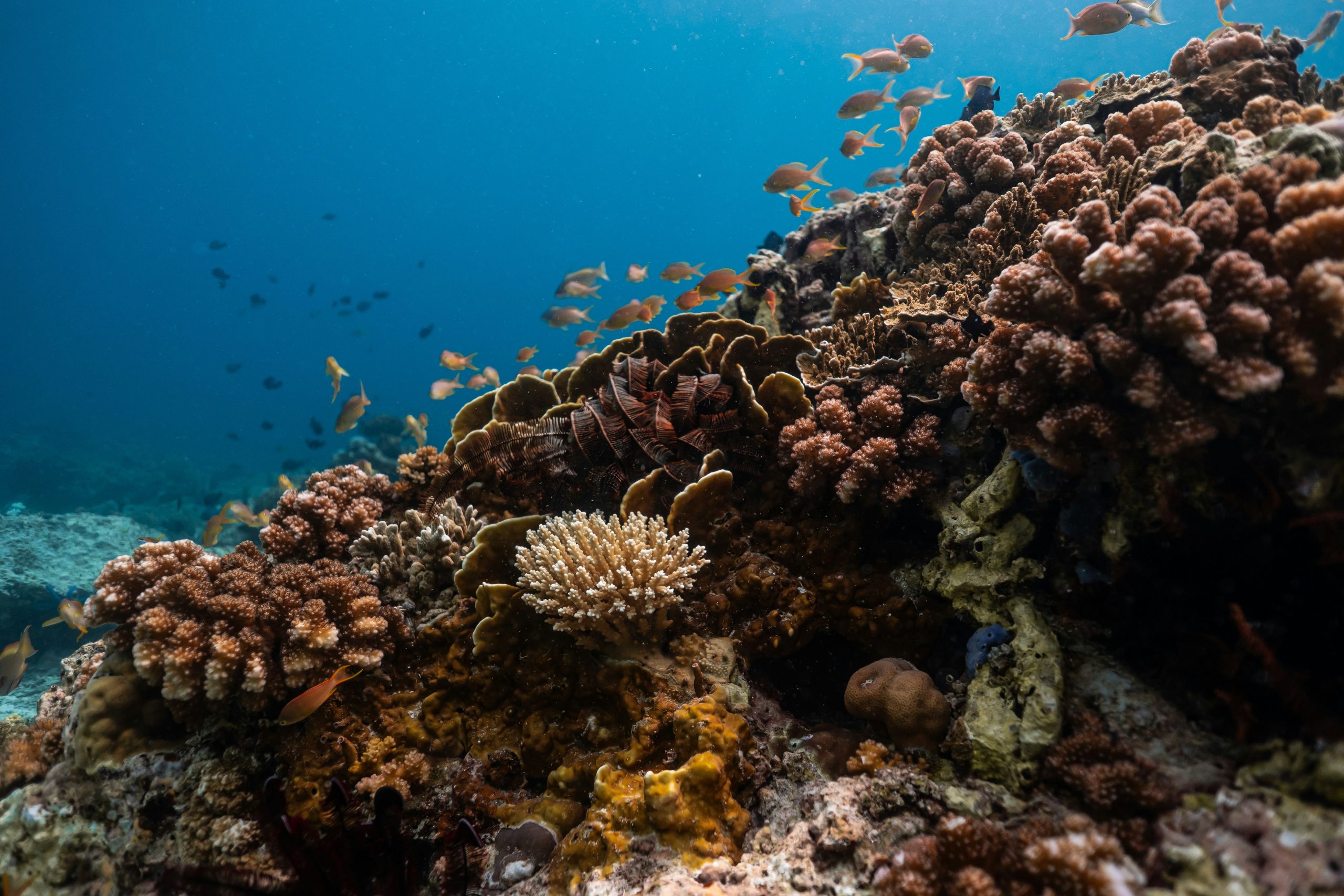 Corporate Product Impacts on Ecosystems: Risks and Opportunities 