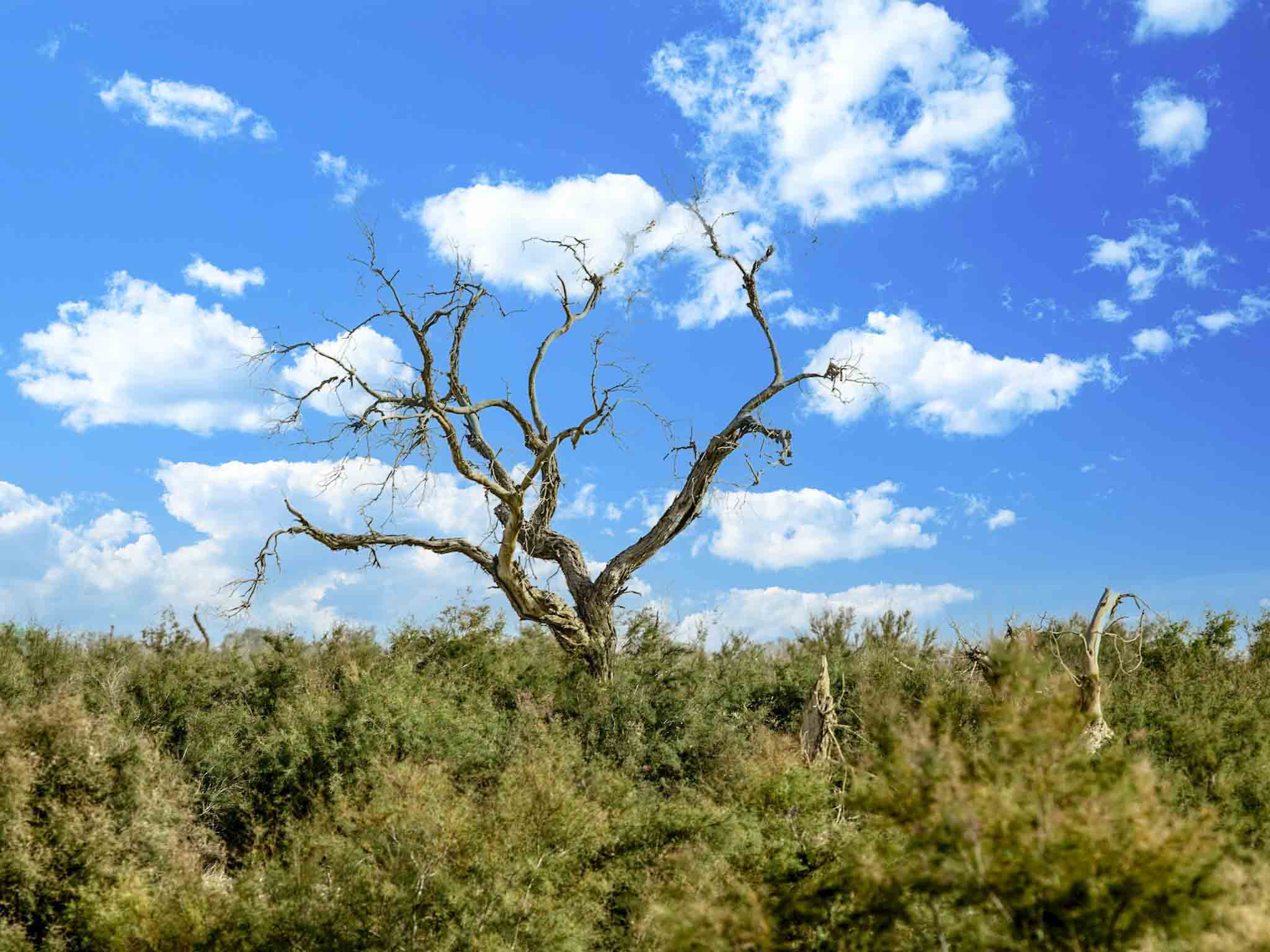 The Root Cause of Nature Loss: Forests, Why They Matter, and How to Assess Deforestation Risk in Investment Portfolios through Nature-Related Data